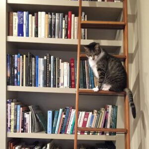 Bob the cat on a ladder by a bookcase.